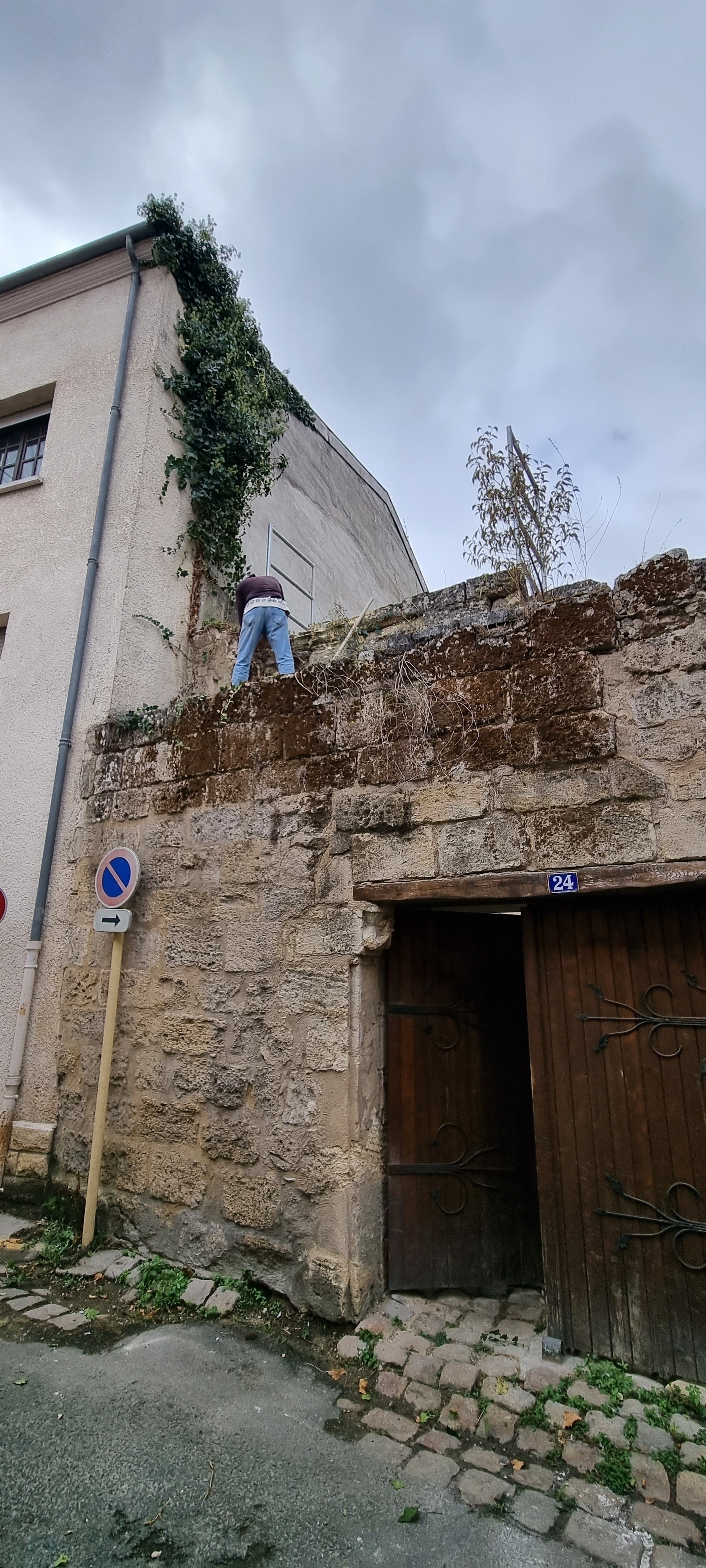Suppression du lierre